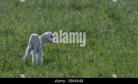 Ein süßes, neugeborenes Lamm, das allone auf einer Wiese steht, 16x9 Stockfoto