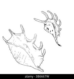 Lambis Muschelschalen mit Stacheln, Skizze in schwarzer und weißer Tinte. Vektorabbildung. Set von spiralförmigen Muscheln aus der Unterwasserwelt des Ozeans, IS Stock Vektor