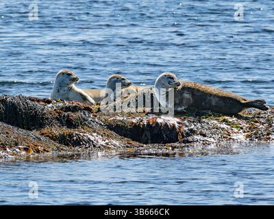Robben ruhen auf Meeresalgen-bedeckten Felsen am Ytri-Tunga Beach auf der Halbinsel Snæfellsnes, Island Stockfoto
