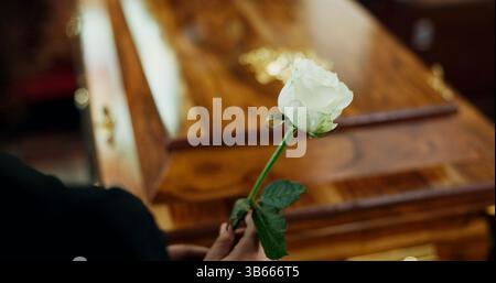 Hände, Person und Rose mit Sarg bei der Beerdigung zum Abschied, Trauer Tod und Abschied bei Beerdigung. Traurig, verwitwet und mit Blumen für Sarg zerrissen Stockfoto