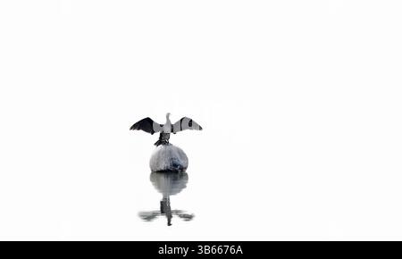 Das Bild zeigt eine auffällige Schwarz-weiß-Szene mit einem Kormoranvogel, der auf einer reflektierenden, kugelförmigen Struktur thront. Stockfoto