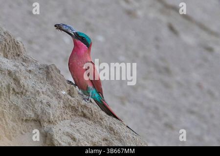 Der südliche Carmine-Bienenfresser (Merops nubicoides) thront am Ufer des Luangwa River mit Insekten im Schnabel im South Luangwa National Park, Sambia Stockfoto