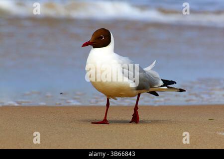 Adulte Schwarzkopfmöwe (Chroicocephalus ridibundus) im Zuchtgefieder am Sandstrand am Meer, Seitenansicht mit sanften Wellen. Stockfoto