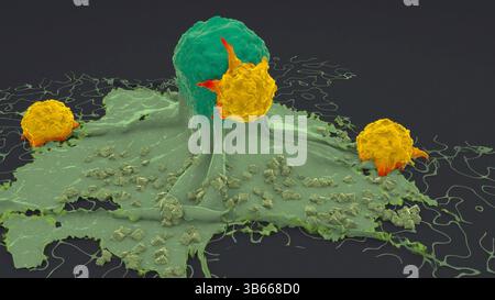 Illustration von Lymphozyten (gelb), einer Art weißer Blutkörperchen, die eine Krebszelle angreifen (grün). Stockfoto
