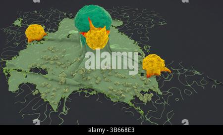 Illustration von Lymphozyten (gelb), einer Art weißer Blutkörperchen, die eine Krebszelle angreifen (grün). Stockfoto