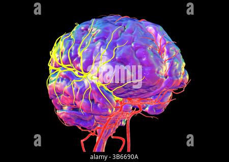Darstellung der arteriellen Durchblutung des menschlichen Gehirns mit hervorgehobener Arteria cerebri Media (gelb). Stockfoto
