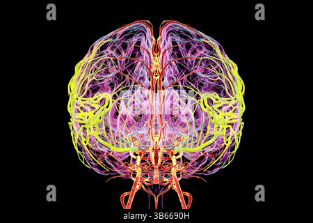 Darstellung der arteriellen Durchblutung des menschlichen Gehirns mit hervorgehobener Arteria cerebri Media (gelb). Stockfoto