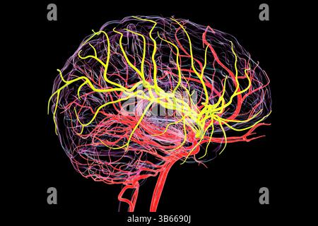 Darstellung der arteriellen Durchblutung des menschlichen Gehirns mit hervorgehobener Arteria cerebri Media (gelb). Stockfoto
