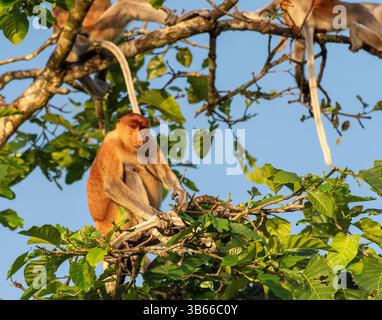 Nasalis larvatus, der in einem Baum in Sabah, Borneo, Malaysia sitzt Stockfoto