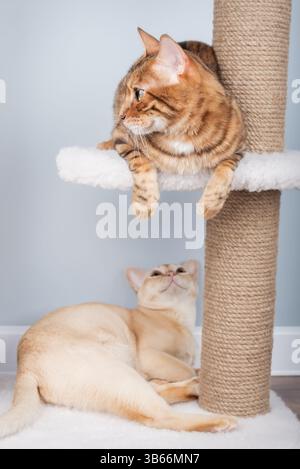 Burmesische und bengalische Katzen entspannen sich auf einem Kratzbaum im Wohnzimmer. Zwei reinrassige Katzen interagieren im Inneren. Stockfoto