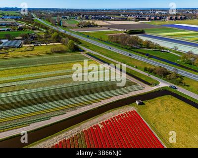Aus der Vogelperspektive pulsierende Tulpenfelder in voller Blüte mit farbenfrohen Blumenreihen in einer ländlichen Landschaft, mit nahe gelegenen Straßen, Farmen und einem weit entfernten t t Stockfoto
