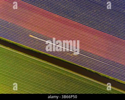 Ein atemberaubender Blick aus der Vogelperspektive auf farbenfrohe Blumenfelder, die in diagonalen Reihen gepflanzt sind, mit leuchtenden Streifen aus Rot, Grün, Gelb und Lila, getrennt durch Stockfoto
