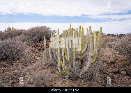 Euphorbia canariensis kanarische Insel treibt Kaktuspflanzen hervor, die wilde Kanarische Inseln anbauen. Endemische Kanarische Inseln, auch bekannt als Herkules Club. Stockfoto