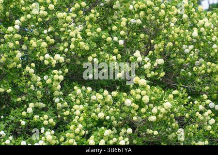 Üppig grüner Schneeballstrauch mit üppigen weißen Blüten in voller Blüte. Stockfoto