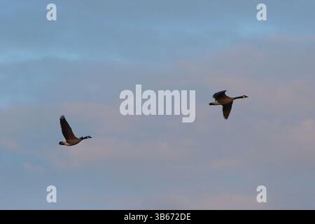 Zwei Kanadiengänse fliegen am frühen Morgen auf einem rosa Wolkenhimmel. Stockfoto