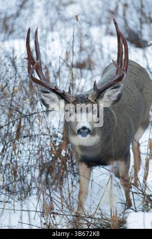 Maultierhirsch Buck mit großen Geweihen, die im Schnee laufen, schauen, wachsam. Stockfoto