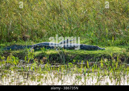 Zwei Caiman, einer mit offenem Mund, am Ufer des Cuiaba River im Pantanal, Brasilien, Südamerika Stockfoto
