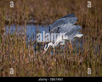 Ein Graureiher Ardea cinerea, der zwischen den geschnittenen Schilfstämmen im Hickling Naturschutzgebiet lebt. Norfolk, Großbritannien Stockfoto