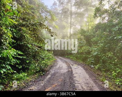 Blick auf die unbefestigte Straße im Dschungel des Danum Valley Lahad Datu Stockfoto