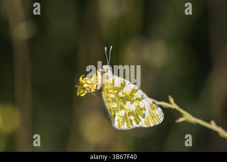 Rusting Eastern Dappled White (Euchloe ausonia) in Kas, Turkiye Stockfoto