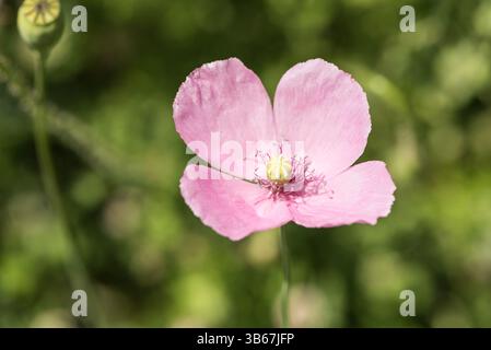 Blume des südwestlich-türkischen Endemiums rosa Mohn Papaver Gracile Stockfoto