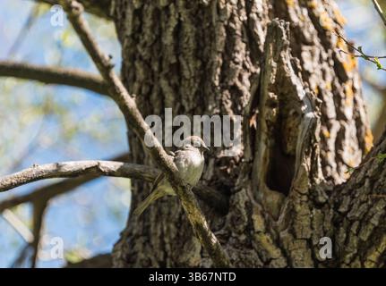 Ein hoch sitzender Baumsperling (Passer montanus) auf einem Baum am Avlan Lake, SW Turkiye Stockfoto