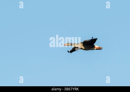 Eine Graugans im Flug Stockfoto