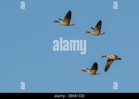Mehrere Graugänse im Flug Stockfoto