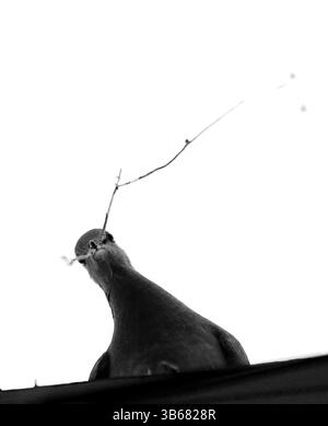 Trauertaube mit einer Perücke zum Nisten – Schwarzweiß-Schuss mit niedrigem Winkel Stockfoto