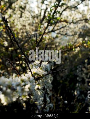 Schwarzdorn (Prunus spinosa) blüht im Frühling von der Morgensonne beleuchtet Stockfoto
