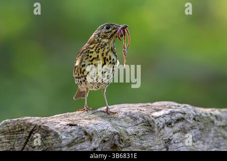 Die Singdrossel (Turdus philomelos) fängt den Mund voller Regenwürmer/Würmer im Schnabel, um ihre Jungen im Frühjahr zu füttern Stockfoto