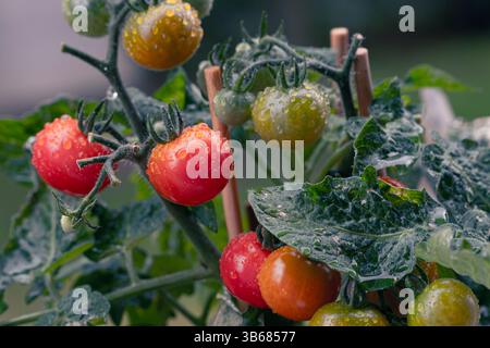 Ein Tomatenstrauch mit einem Haufen von kleinen Reifen und noch reifenden Früchten, bedeckt mit Regentropfen. Tomaten, die auf Zweigen wachsen, Regentropfen, grün rot Stockfoto