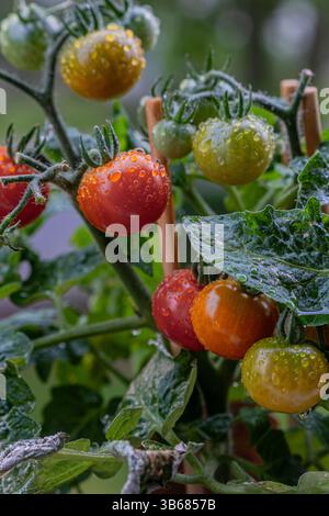 Ein Tomatenstrauch mit einem Haufen von kleinen Reifen und noch reifenden Früchten, bedeckt mit Regentropfen. Tomaten, die auf Zweigen wachsen, Regentropfen, grün rot Stockfoto