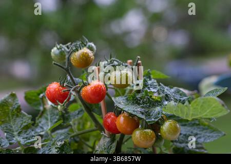 Ein Tomatenstrauch mit einem Haufen von kleinen Reifen und noch reifenden Früchten, bedeckt mit Regentropfen. Tomaten, die auf Zweigen wachsen, Regentropfen, grün rot Stockfoto