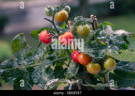Ein Tomatenstrauch mit einem Haufen von kleinen Reifen und noch reifenden Früchten, bedeckt mit Regentropfen. Tomaten, die auf Zweigen wachsen, Regentropfen, grün rot Stockfoto