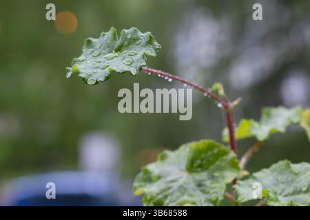 Ein Tomatenstrauch mit einem Haufen von kleinen Reifen und noch reifenden Früchten, bedeckt mit Regentropfen. Tomaten, die auf Zweigen wachsen, Regentropfen, grün rot Stockfoto