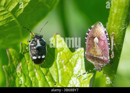 Haarige oder Schlehen-Schildkäfer (Dolycoris baccarum) und Brassica-Schildkäfer (Eurydema oleracea) auf Knoblauchsenfpflanze im April, England, Vereinigtes Königreich Stockfoto