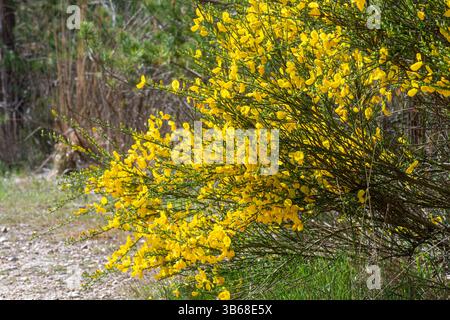 Ginster (Cytisus scoparius), Sträucher mit gelben Blüten auf Heideflächen in Surrey, England, Großbritannien Stockfoto
