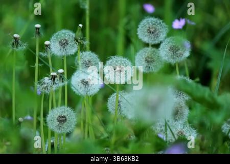 Löwenzahn im Gras Nahaufnahme Stockfoto