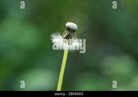 Löwenzahn auf grünem Hintergrund Nahaufnahme Stockfoto