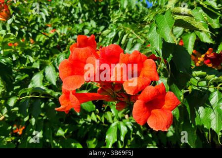 Campsis grandiflora, Tecoma, Bignonia, ist eine große mehrjährige Rebe mit hellen dekorativen Blüten. Ornamental Campsis in Kroatien Stockfoto