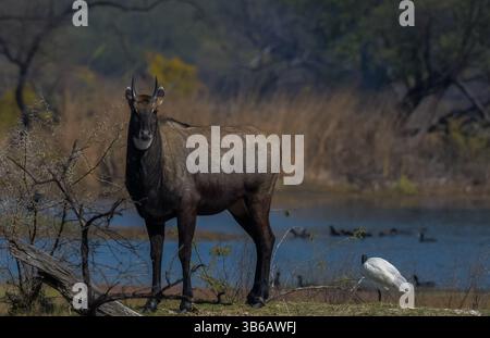 Männchen Nilgai oder Bluebuck oder blaue Kuh im Bharatput Nationalpark Stockfoto