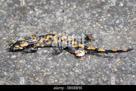 Totes Tier auf der Straße. Bedrohte Amphibien Salamandra salamandra alias Feuersalamander. Stockfoto