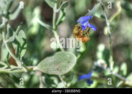 Biene Bestäubt Blaue Blume, Bienen Bestäuben Blumen. Stockfoto