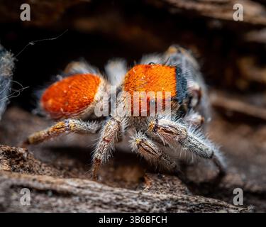 Blick von oben auf eine männliche Whitman's Jumping Spider. Es ahmt eine Samt-Ant nach. Raleigh, North Carolina. Stockfoto
