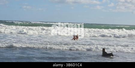 Zwei Personen mit Schäferhunden stehen im Winter im kalten Meer am Piha Beach, Neuseeland Stockfoto