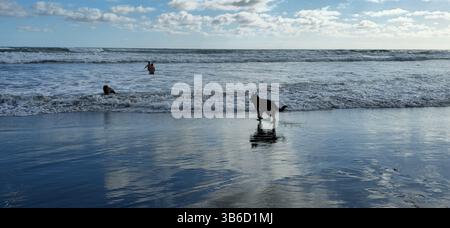 Piha Beach - Neuseeland Stockfoto