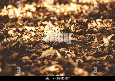 Eine bodennahe Ansicht der Herbstblätter auf dem Boden. Stockfoto