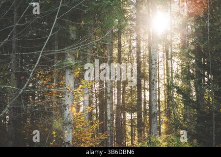 Ein Blick auf eine Waldlandschaft mit Kiefern und einer fließenden Sonne, die während der Herbstsaison durch das Baldachin leuchtet. Stockfoto