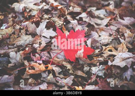 Eine Nahaufnahme eines roten Ahornblattes auf einem Haufen toter Blätter während der Herbstsaison. Stockfoto
